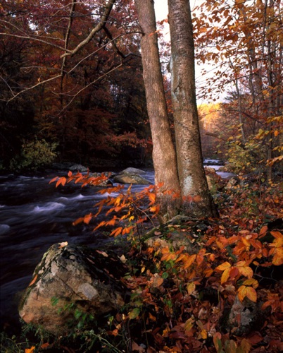 South Branch 3, Raritan River, Ken Lockwood Gorge, Hunterdon County, NJ (MF).jpg